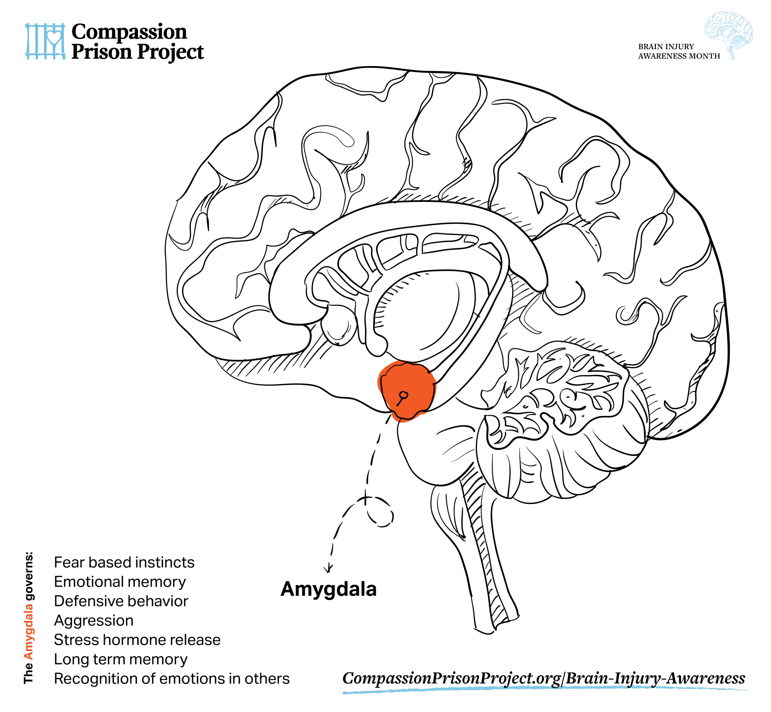 Traumatic Brain Injury Awareness Month - Trauma and the Brain (Amygdala)