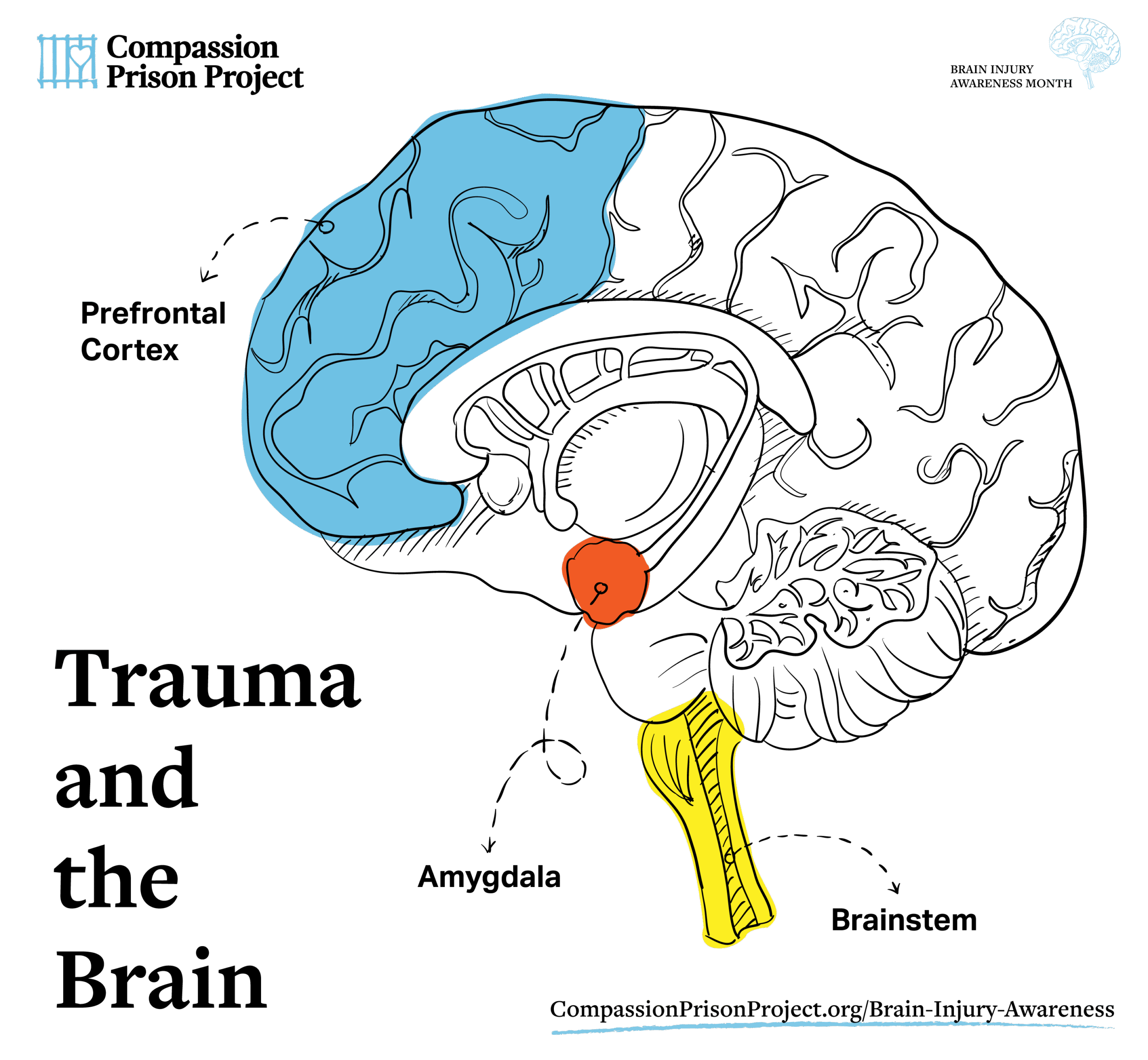 Traumatic Brain Injury Awareness Month - Trauma and the Brain (Amygdala, Prefrontal Cortex, Brainstem)