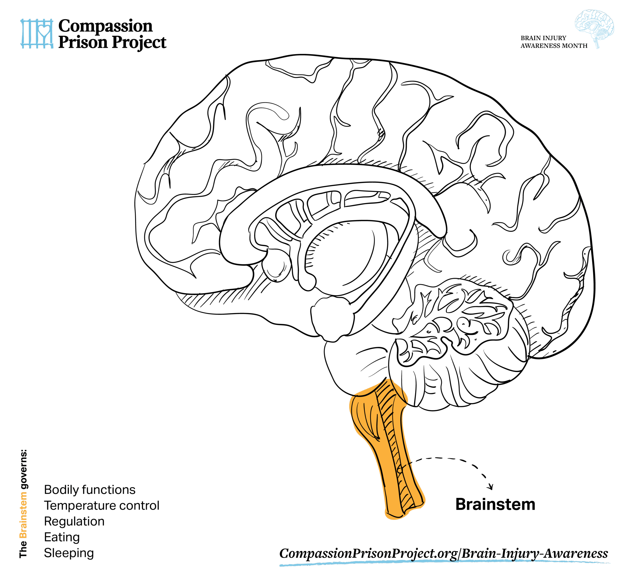 Traumatic Brain Injury Awareness Month - Trauma and the Brain (Amygdala, Prefrontal Cortex, Brainstem)